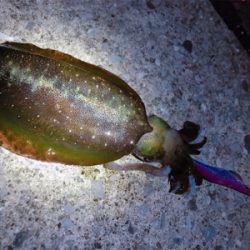 短時間ナイトエギング