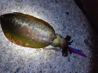 短時間ナイトエギング