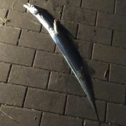 朝マヅメは遠投ボトムから中層♪