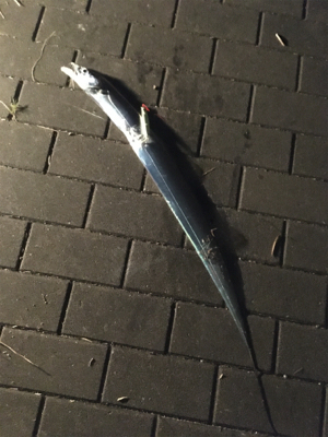 朝マヅメは遠投ボトムから中層♪