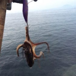 初投稿！1時間で1杯！タコも