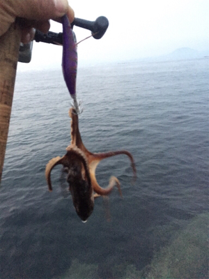 初投稿！1時間で1杯！タコも