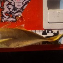 アジング練習 77