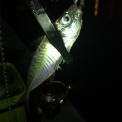 ヒイカとアジも渋い(><)