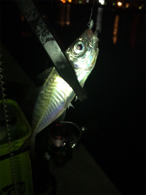 ヒイカとアジも渋い(><)