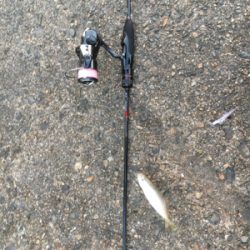 アジングばくちょう！？