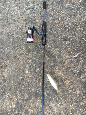 アジングばくちょう！？