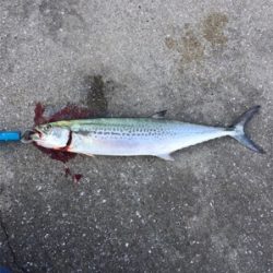 ヒラメ釣りたい!