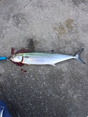 ヒラメ釣りたい!