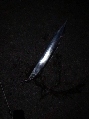 タチウオまだまだ釣れます