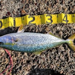 太刀魚来てます