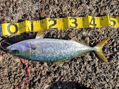 太刀魚来てます