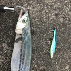 サゴシ来てます！