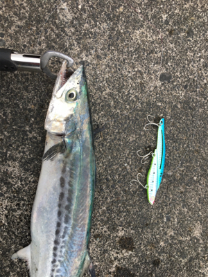 サゴシ来てます！