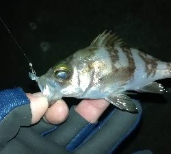 ナイトメバリング