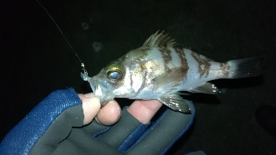 ナイトメバリング