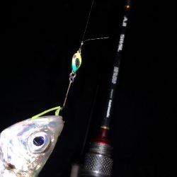 アジング練習 78