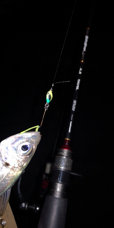 アジング練習 78