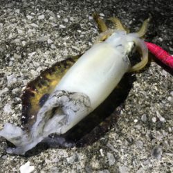 月夜エギング最高!!