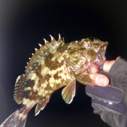 ライトワインドでアコウ