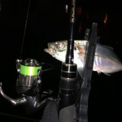 ステラ入魂 アジング