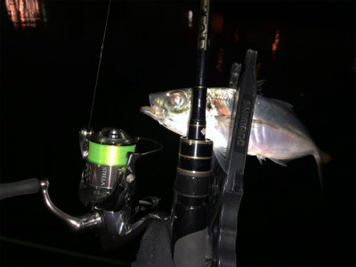 ステラ入魂　アジング