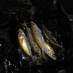 アジ、メバル