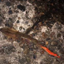 アオリイカ狙い