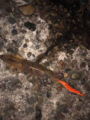 アオリイカ狙い