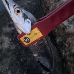 タチウオまだ居るで。