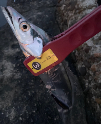 タチウオまだ居るで。