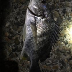 久々のアジング