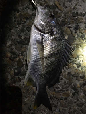 久々のアジング