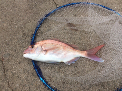 三種盛りならず