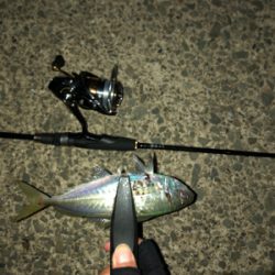 ナイトアジング