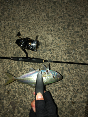 ナイトアジング