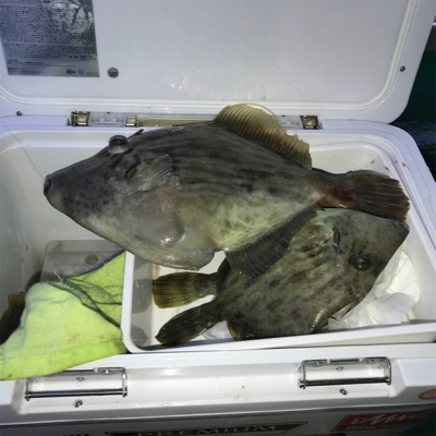 出たカワハギ35.5センチ