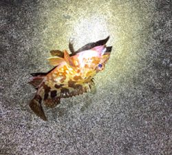 アジング！メバリング！