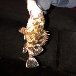 神戸空港夜釣り