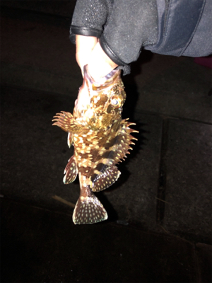 神戸空港夜釣り