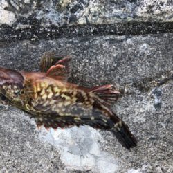 日中メバリング