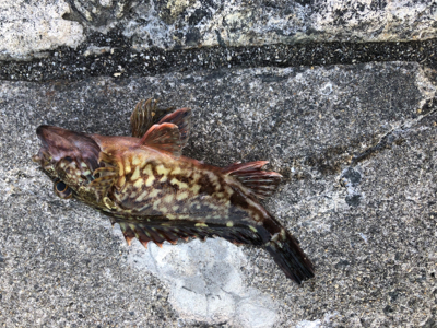 日中メバリング