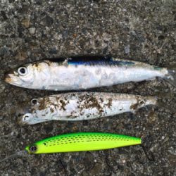 ベイトはいるが…