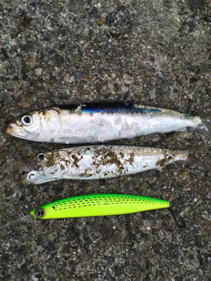 ベイトはいるが…