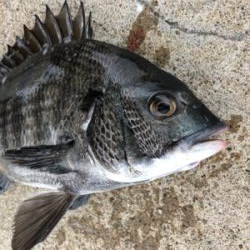 エビ撒きでおちぬさん