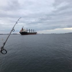 たぶん今年最後の青物