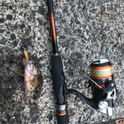 イカ、メバル不在