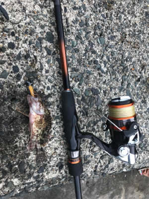 イカ、メバル不在