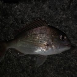 釣り納め釣行(投げ釣り)