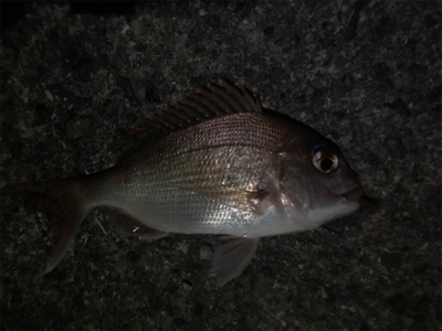 釣り納め釣行(投げ釣り)